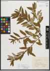 Foto von Salix triandra subsp. amygdalina (L.) Schübl. & G. Martens